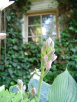 59721c447f678_21juli2017hostas4.jpg.00f318e394450dc40f5ffc3d7a6f618a.jpg