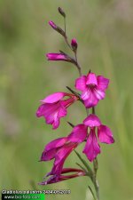 Gladiolus-palustris-2434-8-2010.jpg.3c21cab4d3bec88faeb563ec0b4dd519.jpg