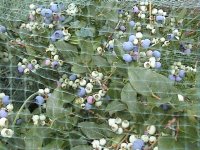 Gartenheidelbeeren2.jpg.0db1e11a662bd38bb2e615dafdb0900e.jpg