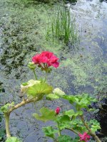 17 Mai 2018-gartenblühen-6.jpg