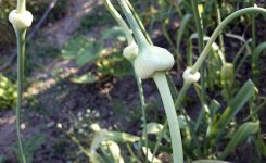 Knoblauch-000085313829-iStock_0.jpg