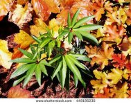 stock-photo-helleborus-foetidus-wester-flisk-stinking-hellebore-dungwort-setterwort-bear-s-foo...jpg