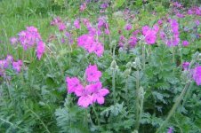 .Es ist der Pyrenäen-Reiherschnabel ( Erodium manescavii ).jpg