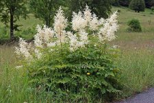 Aruncus_dioicus_01_24-06-2014.jpg