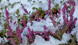 20.1.2019-erika-im-schnee.jpg