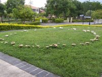 Fairy_ring_on_a_suburban_lawn_100_1851.jpg