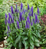 Veronica spicata.png