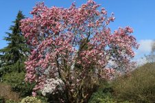 tulpen-magnolie-pickards-schmetterling-m009618_w_1.jpg