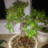 bonsai@